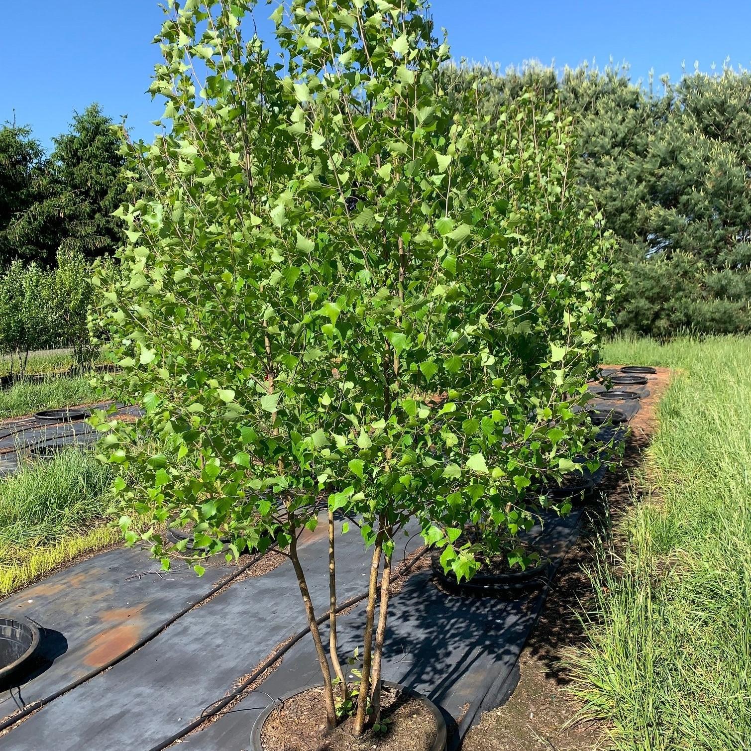 Betula Populifolia Whitespire Multi Stem - View 15 from www redcrocus com