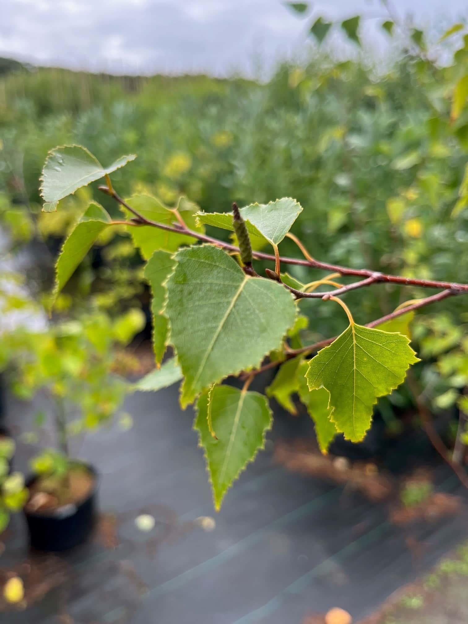 Betula Populifolia Whitespire Multi Stem - View 17 from www redcrocus com