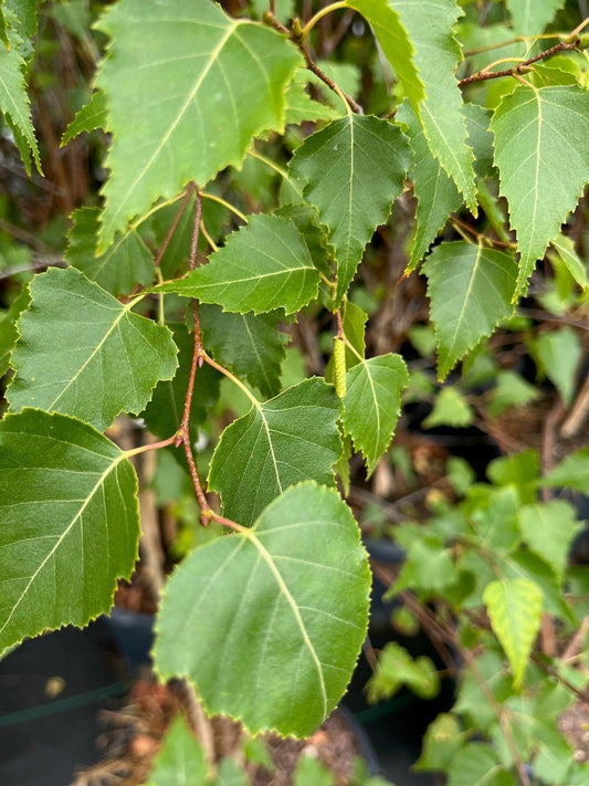 Betula Populifolia Whitespire Multi Stem - View 1 from www redcrocus com