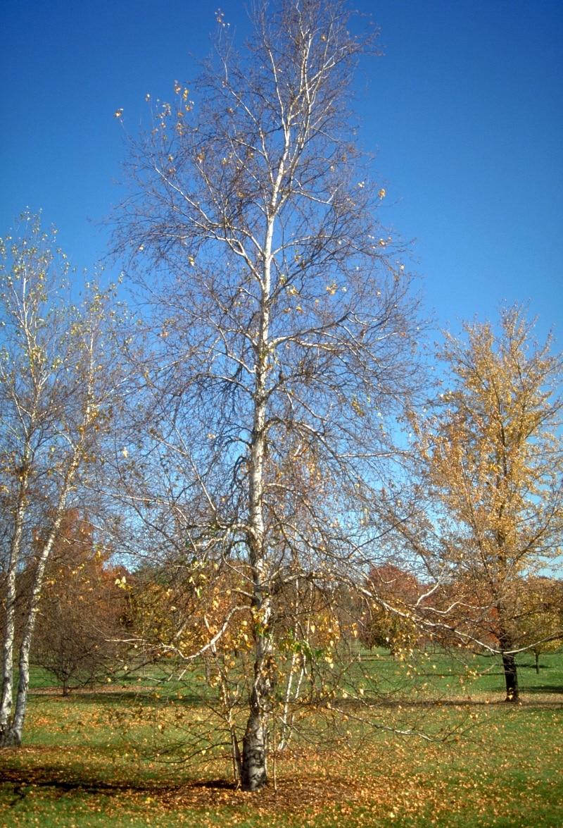 Betula Populifolia Whitespire Multi Stem - View 5 from www redcrocus com