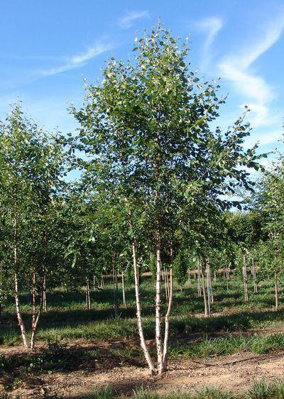 Betula Populifolia Whitespire Multi Stem - View 7 from www redcrocus com