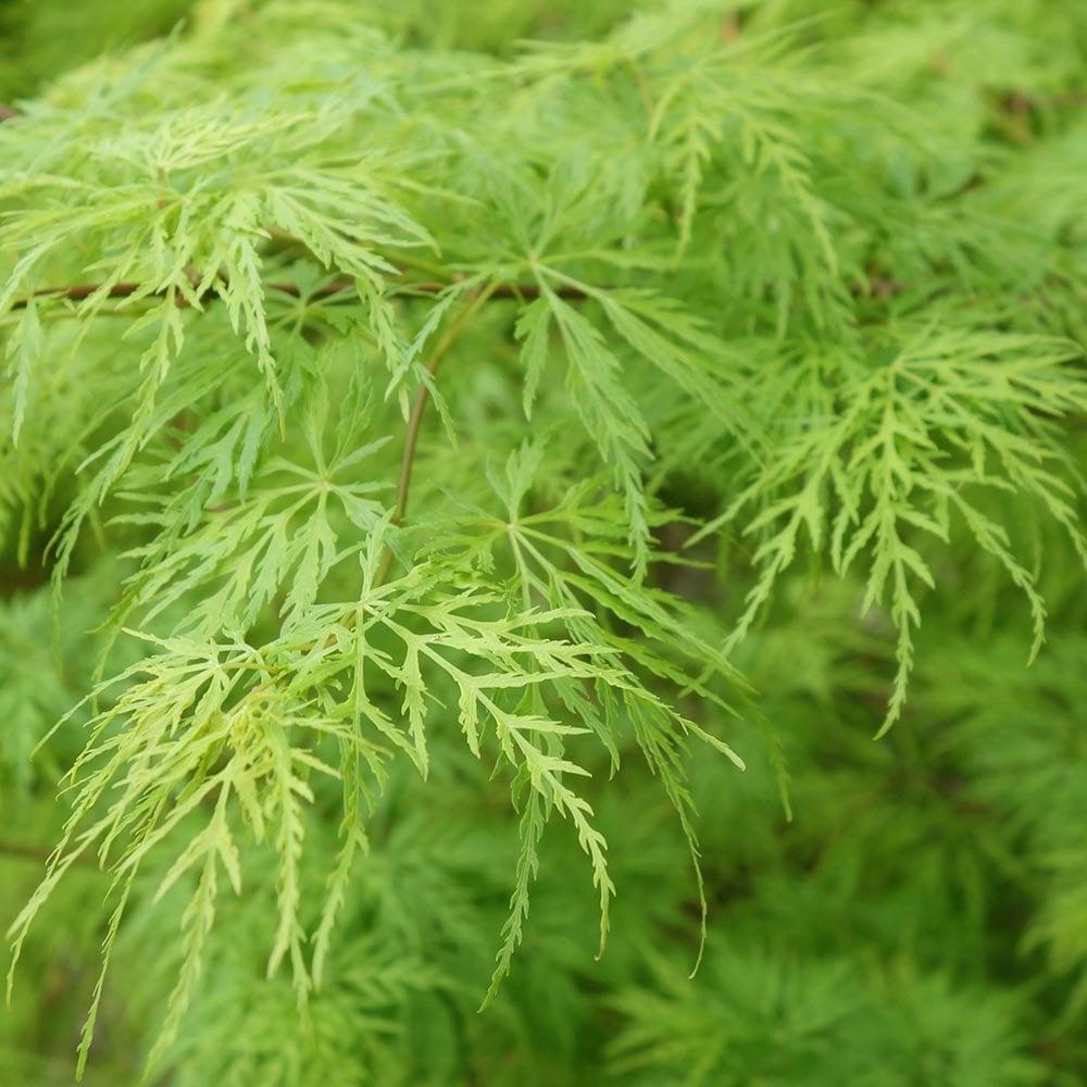 Acer Palmatum Dissectum 'viridis' - View 10 from www redcrocus com