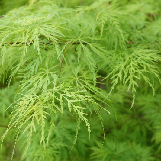 Acer Palmatum Dissectum 'viridis' - View 10 from www redcrocus com