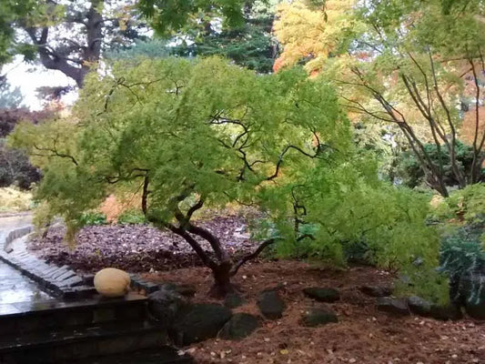 Acer Palmatum Dissectum 'viridis' - View 1 from www redcrocus com