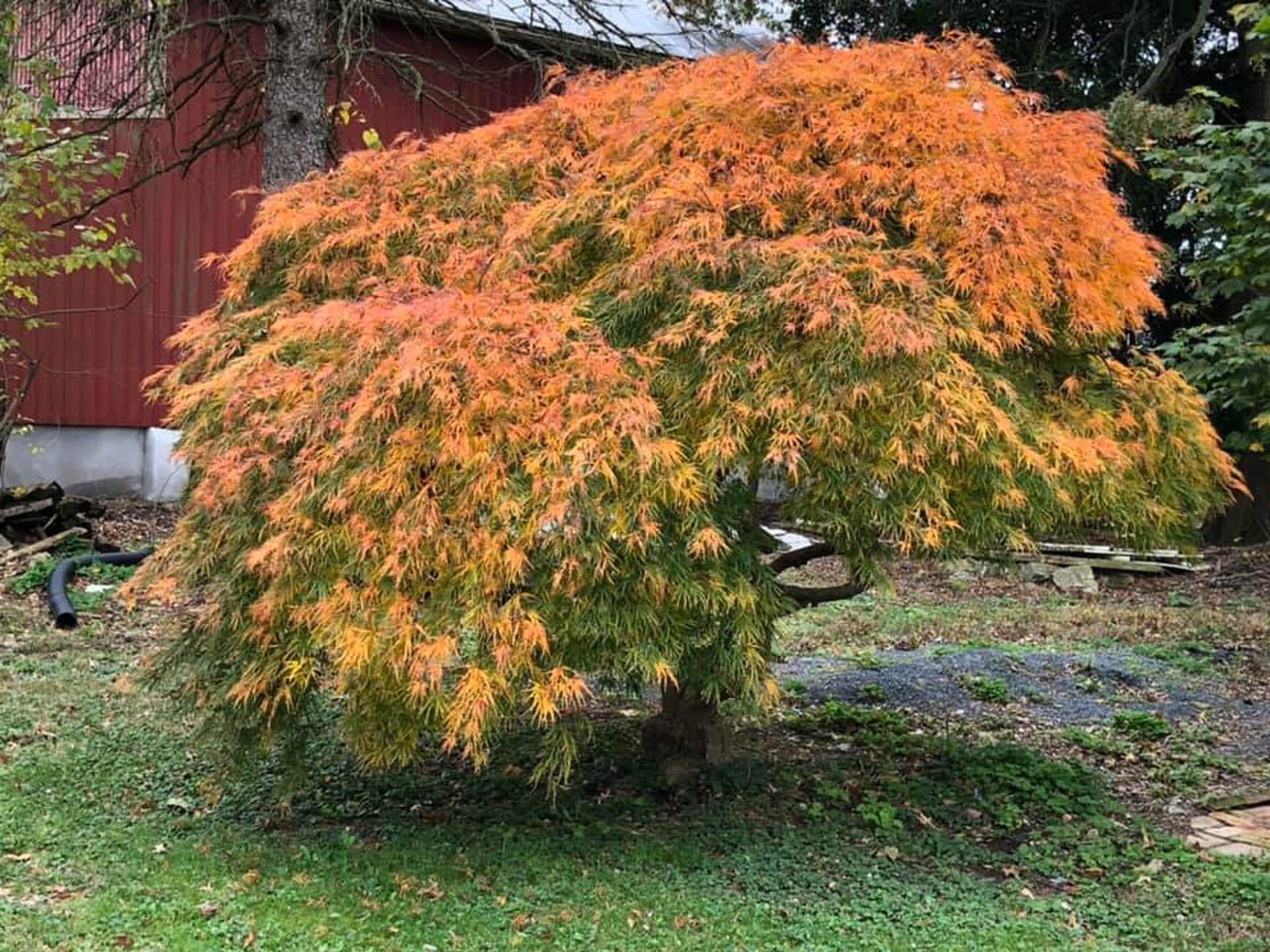 Acer Palmatum Dissectum 'viridis' - View 20 from www redcrocus com