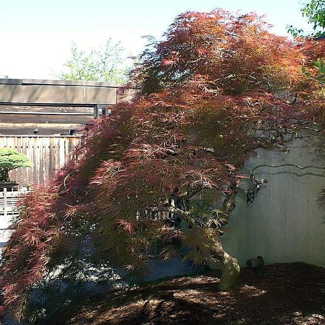 Acer Palmatum Dissectum 'viridis' - View 24 from www redcrocus com