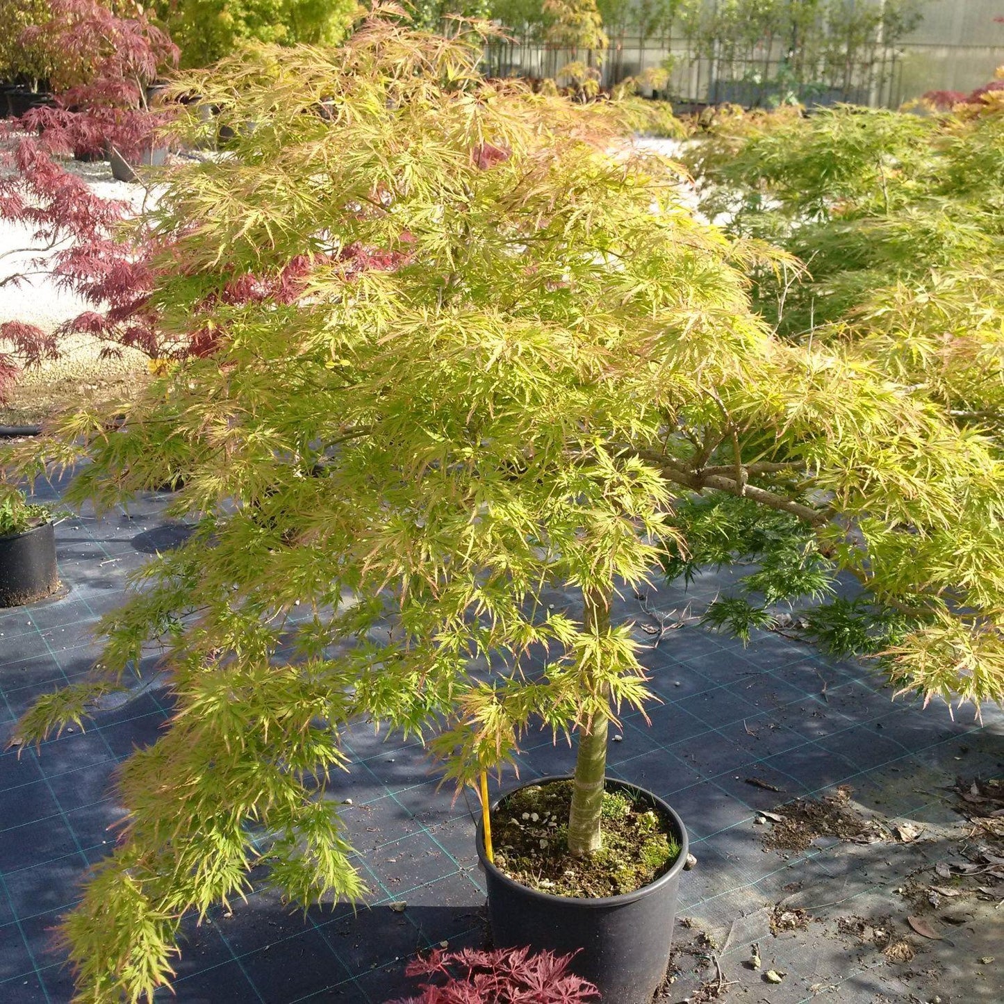 Acer Palmatum Dissectum 'viridis' - View 25 from www redcrocus com