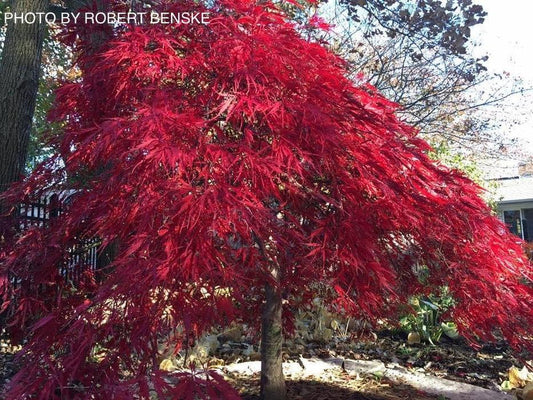 Acer Palmatum Dissectum 'tamukeyama' - View 10 from www redcrocus com