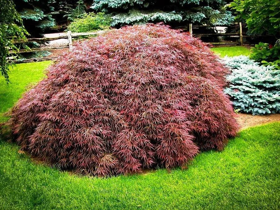 Acer Palmatum Dissectum 'tamukeyama' - View 13 from www redcrocus com