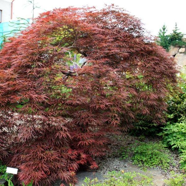 Acer Palmatum Dissectum 'tamukeyama' - View 16 from www redcrocus com
