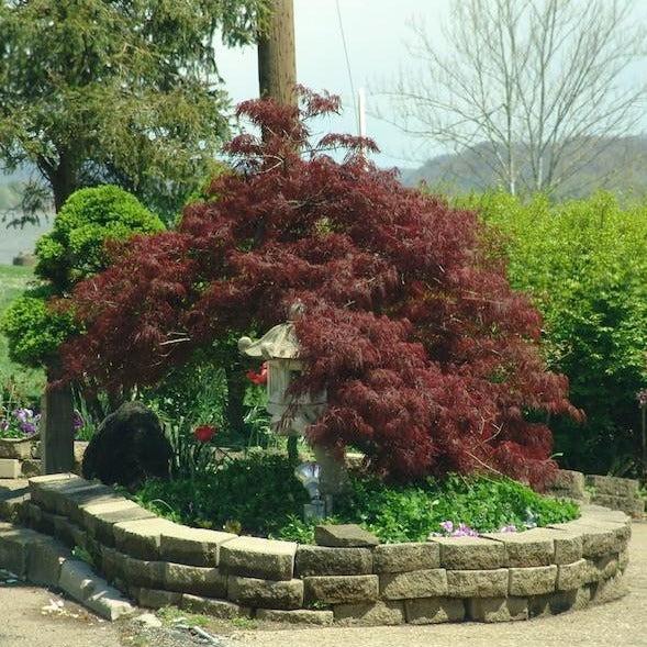 Acer Palmatum Dissectum 'tamukeyama' - View 26 from www redcrocus com