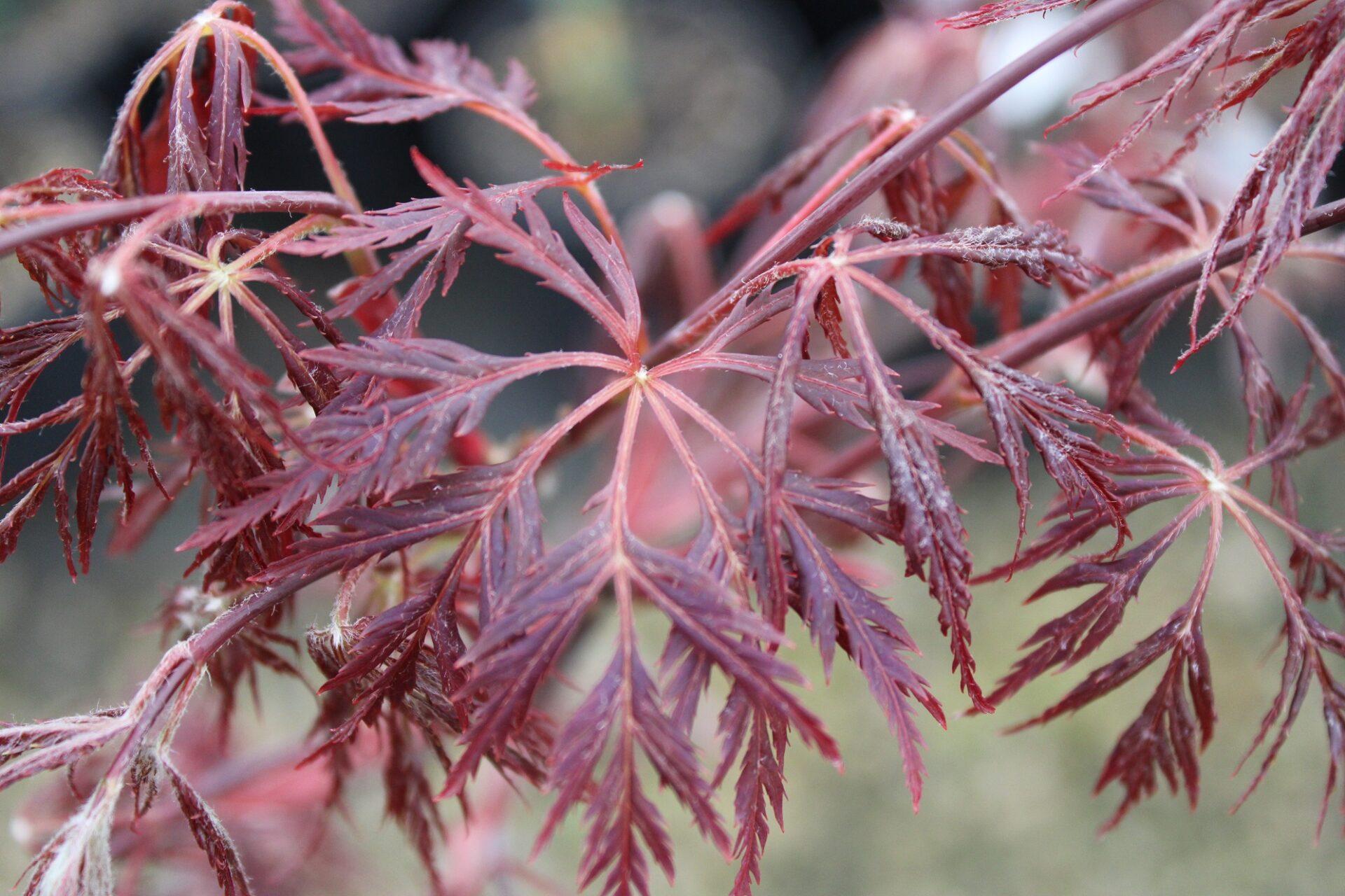 Acer Palmatum Dissectum 'tamukeyama' - View 29 from www redcrocus com
