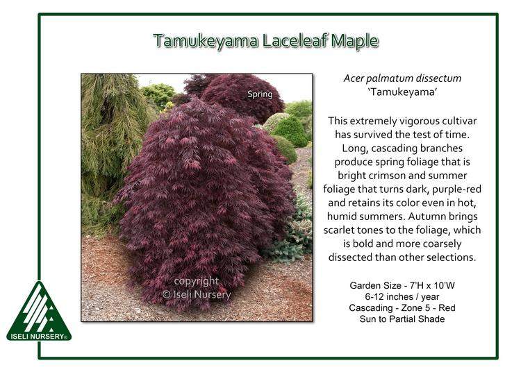 Acer Palmatum Dissectum 'tamukeyama' - View 2 from www redcrocus com