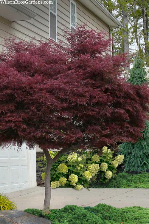 Acer Palmatum Dissectum 'tamukeyama' - View 34 from www redcrocus com