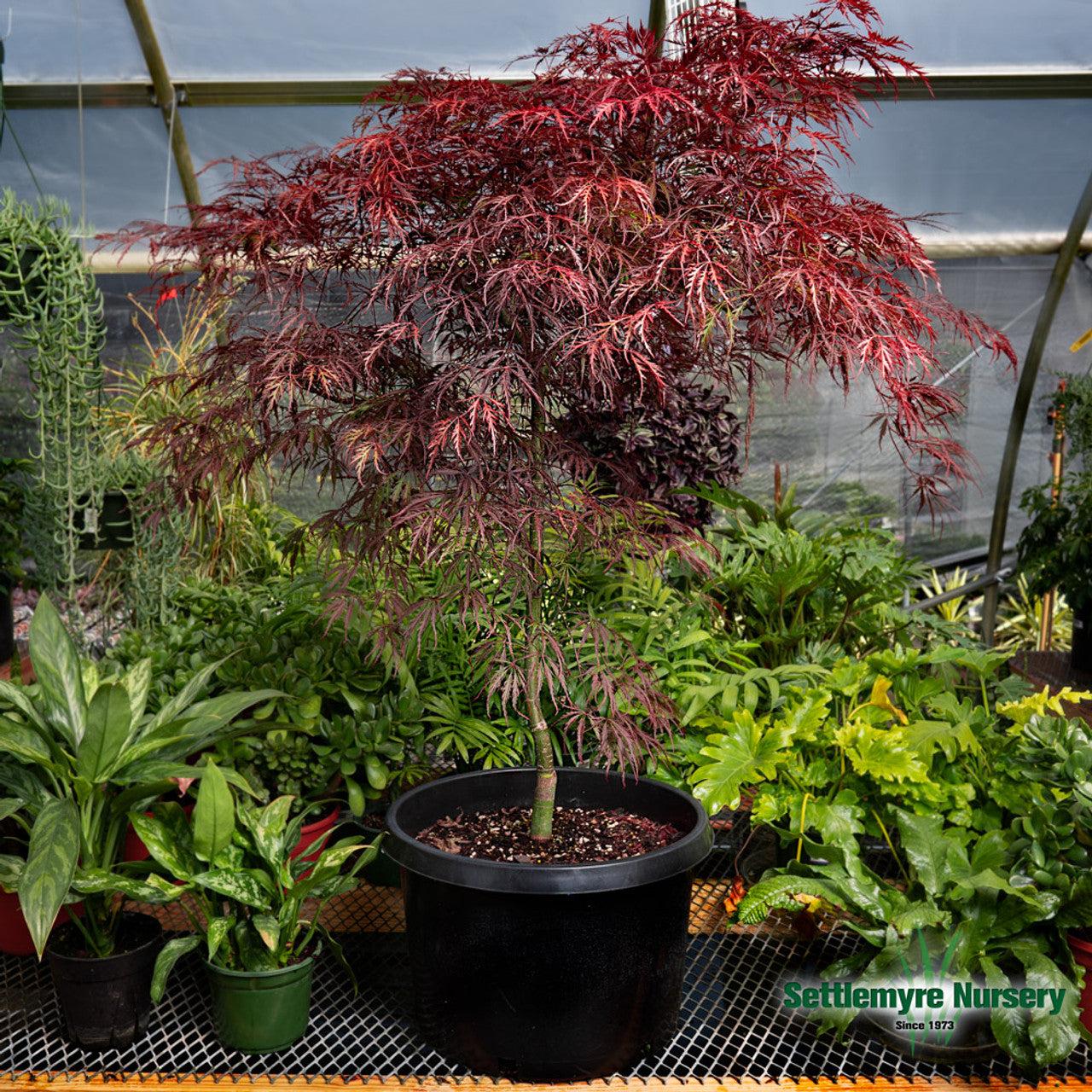 Acer Palmatum Dissectum 'tamukeyama' - View 36 from www redcrocus com
