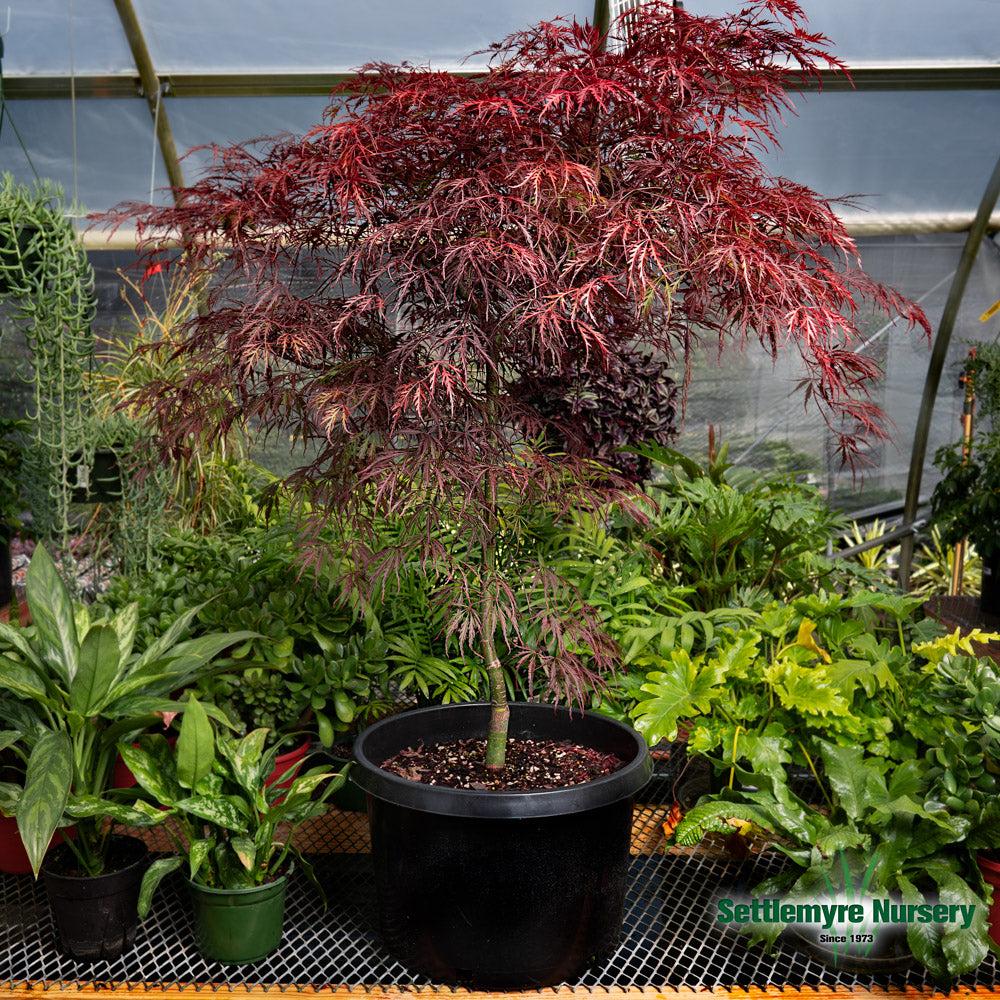 Acer Palmatum Dissectum 'tamukeyama' - View 37 from www redcrocus com