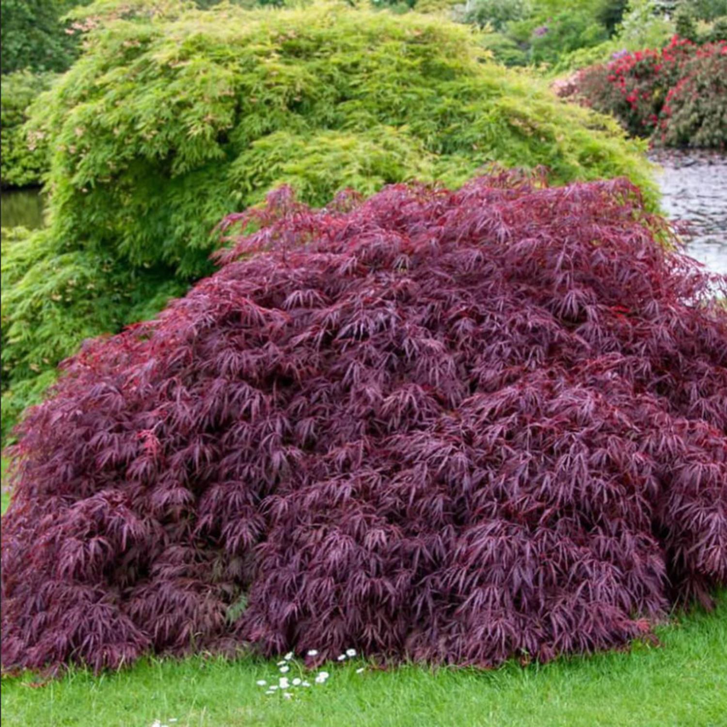 Acer Palmatum Dissectum 'tamukeyama' - View 39 from www redcrocus com