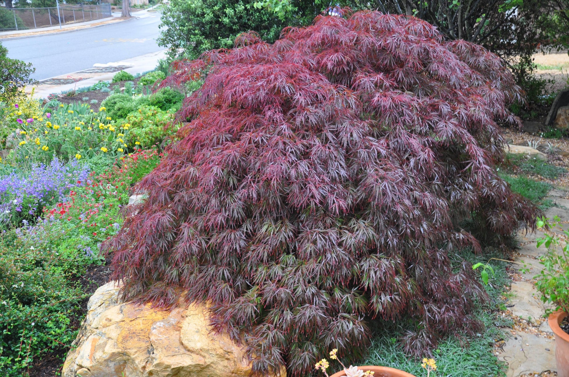 Acer Palmatum Dissectum 'tamukeyama' - View 7 from www redcrocus com