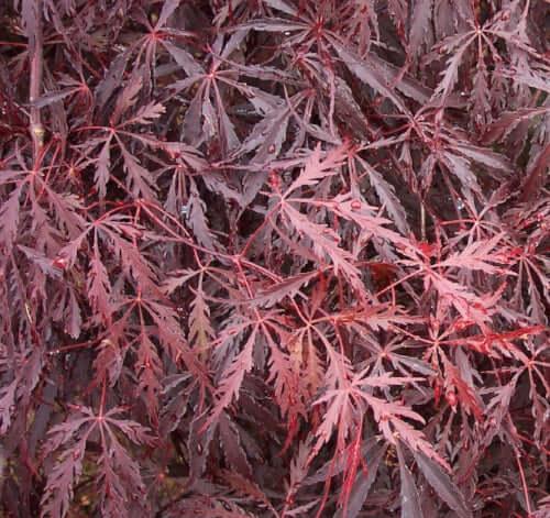 Acer Palmatum Dissectum 'tamukeyama' - View 9 from www redcrocus com