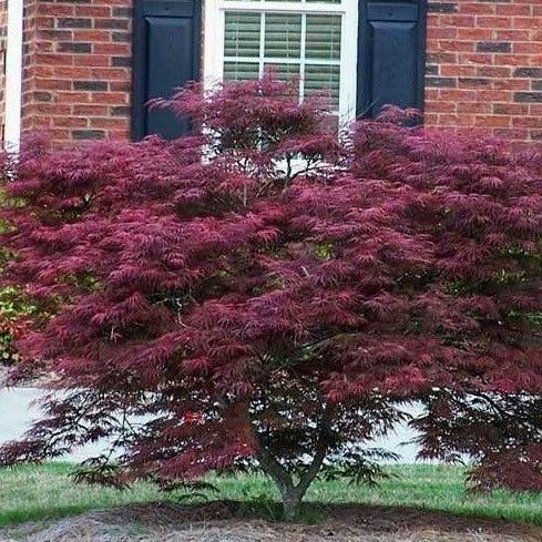 Acer Palmatum Dissectum 'tamukeyama' - View 11 from www redcrocus com