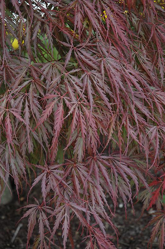 Acer Palmatum Dissectum 'tamukeyama' - View 16 from www redcrocus com