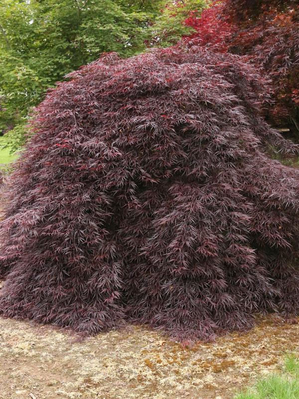 Acer Palmatum Dissectum 'tamukeyama' - View 18 from www redcrocus com