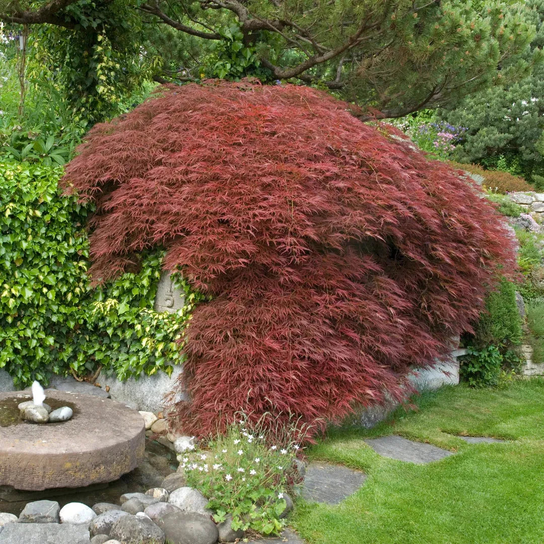 Acer Palmatum Dissectum 'tamukeyama' - View 21 from www redcrocus com