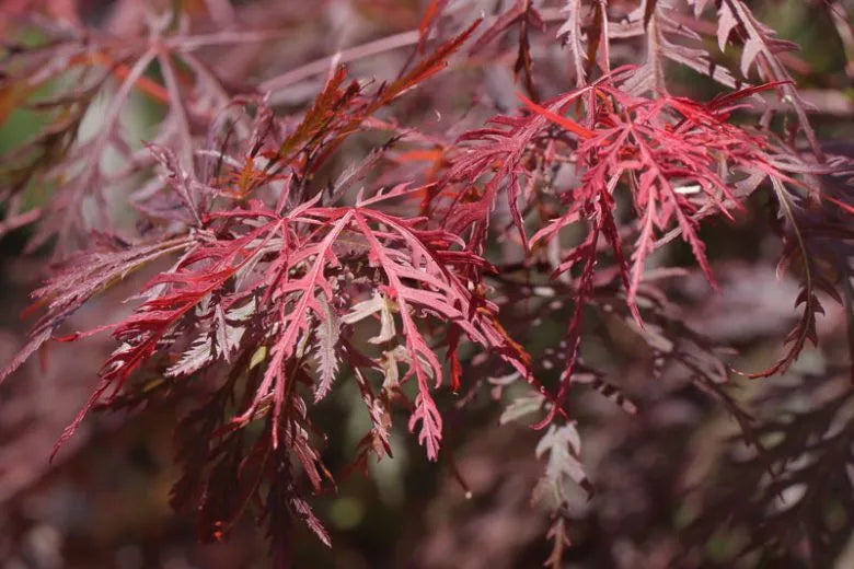 Acer Palmatum Dissectum 'tamukeyama' - View 22 from www redcrocus com