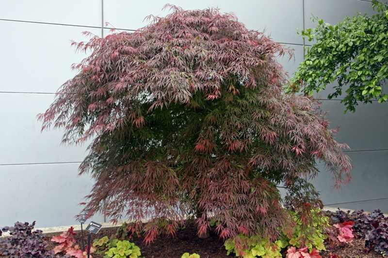 Acer Palmatum Dissectum 'tamukeyama' - View 23 from www redcrocus com