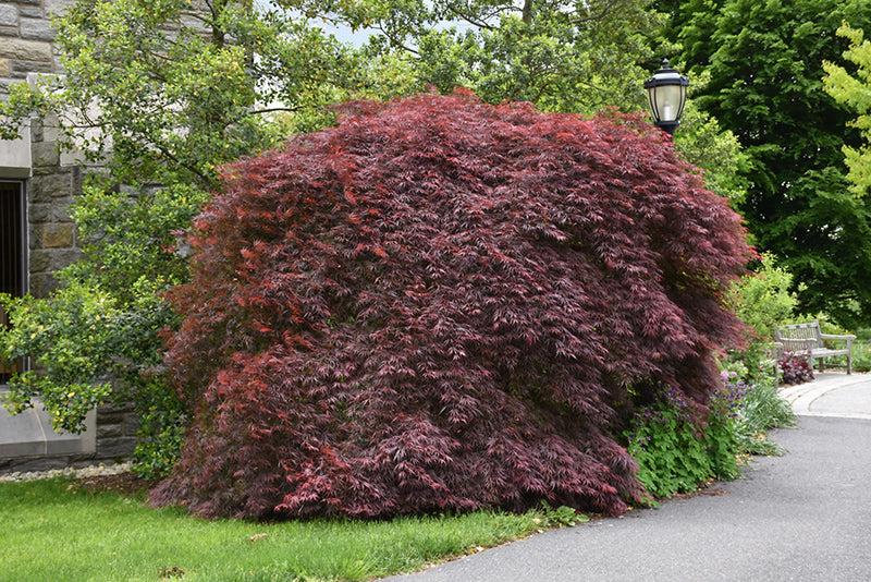 Acer Palmatum Dissectum 'tamukeyama' - View 26 from www redcrocus com