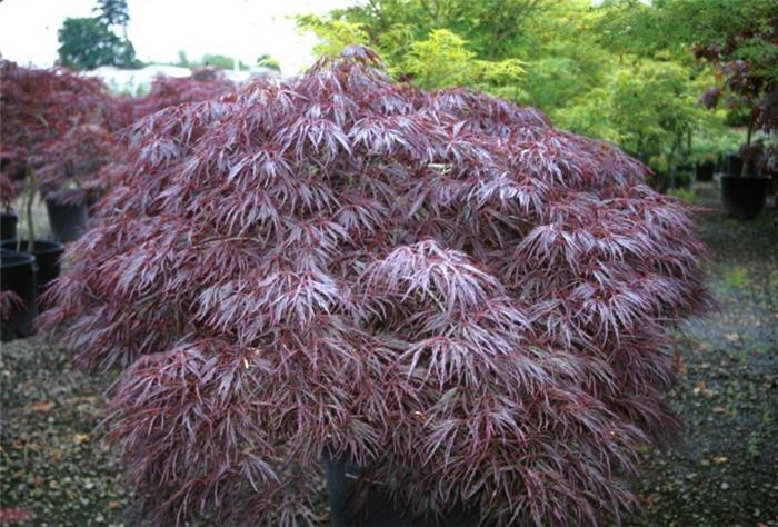 Acer Palmatum Dissectum 'tamukeyama' - View 34 from www redcrocus com