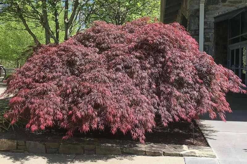 Acer Palmatum Dissectum 'tamukeyama' - View 6 from www redcrocus com
