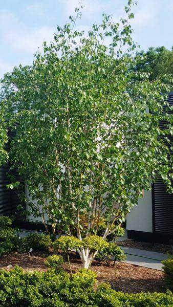 Betula Papyrifera Multi Stem - View 10 from www redcrocus com