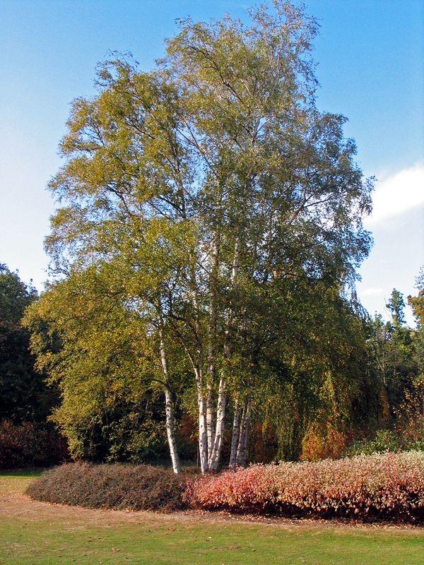 Betula Papyrifera Multi Stem - View 12 from www redcrocus com