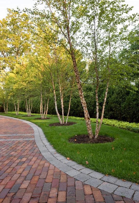 Betula Papyrifera Multi Stem - View 14 from www redcrocus com