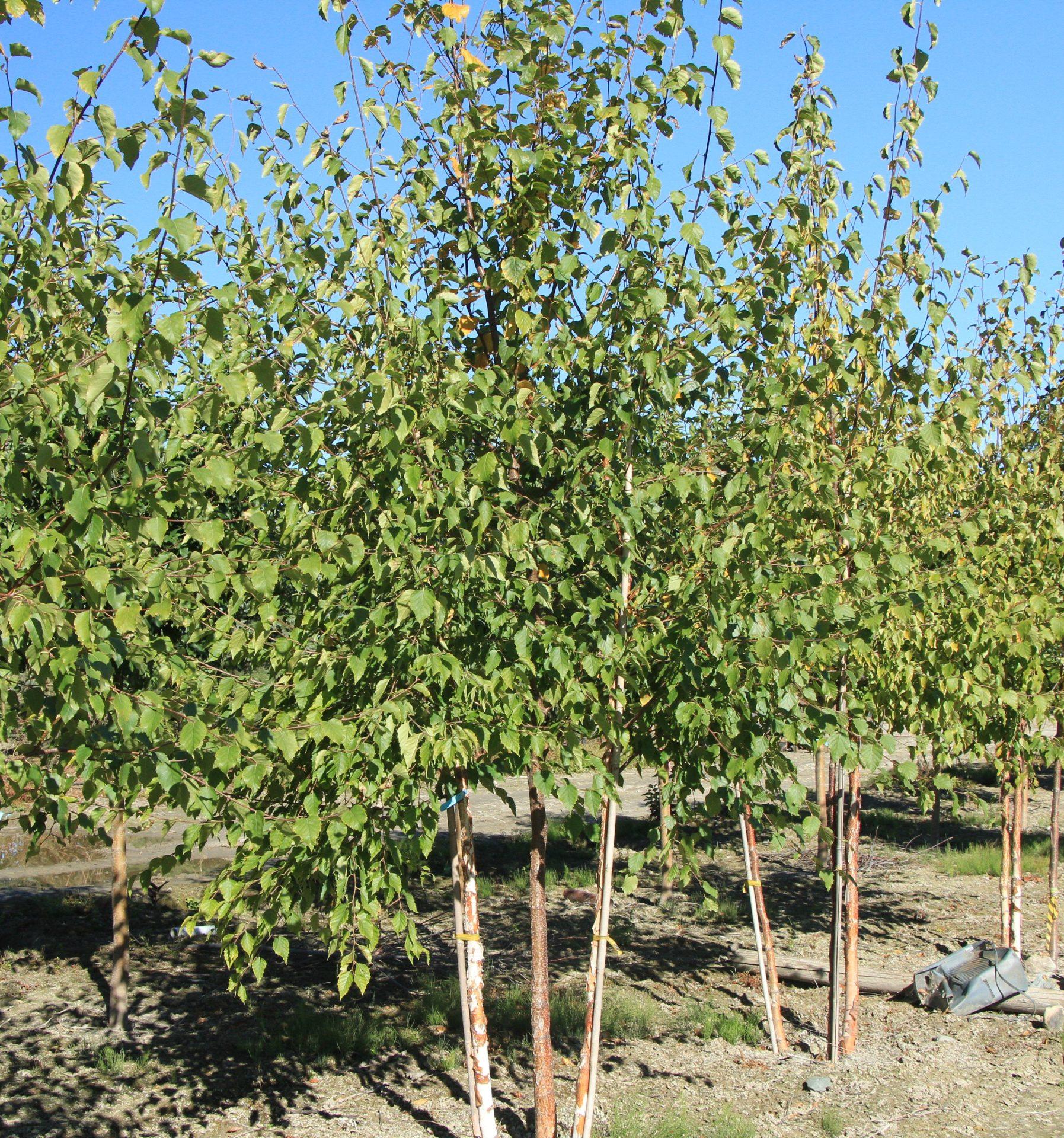 Betula Papyrifera Multi Stem - View 15 from www redcrocus com