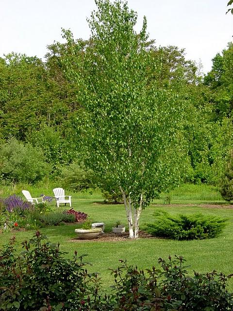 Betula Papyrifera Multi Stem - View 16 from www redcrocus com