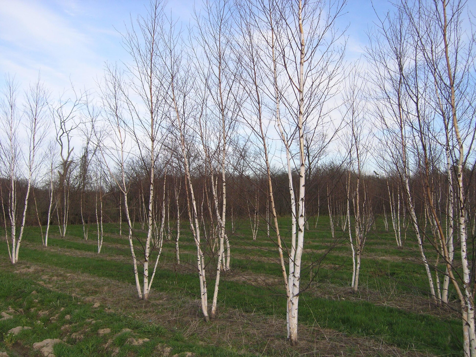 Betula Papyrifera Multi Stem - View 17 from www redcrocus com