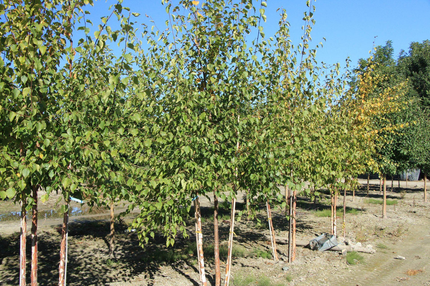 Betula Papyrifera Multi Stem - View 18 from www redcrocus com