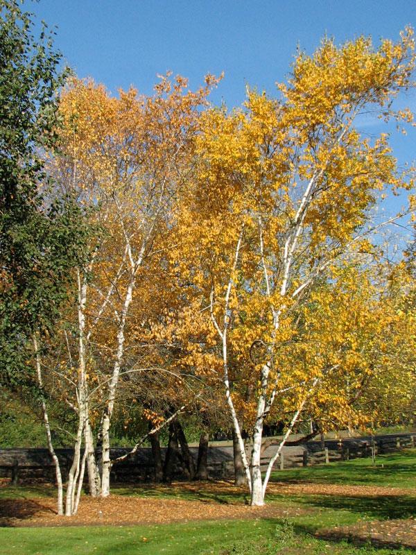 Betula Papyrifera Multi Stem - View 1 from www redcrocus com