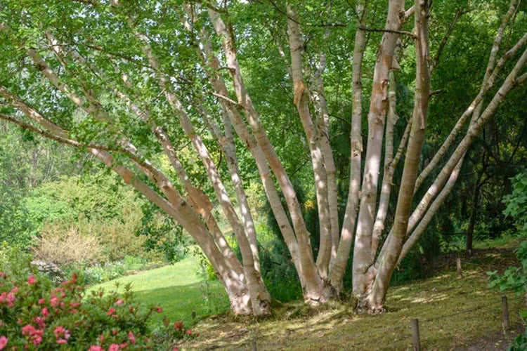 Betula Papyrifera Multi Stem - View 22 from www redcrocus com