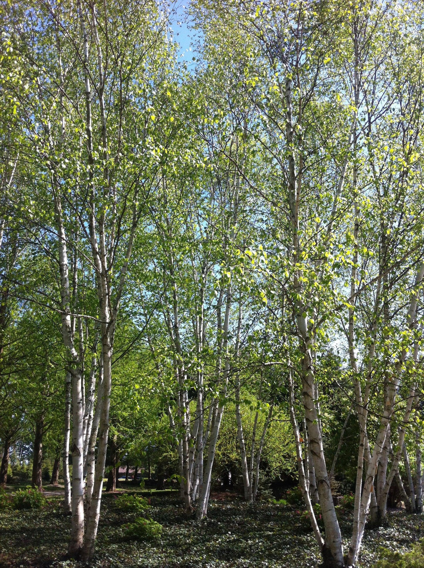 Betula Papyrifera Multi Stem - View 23 from www redcrocus com