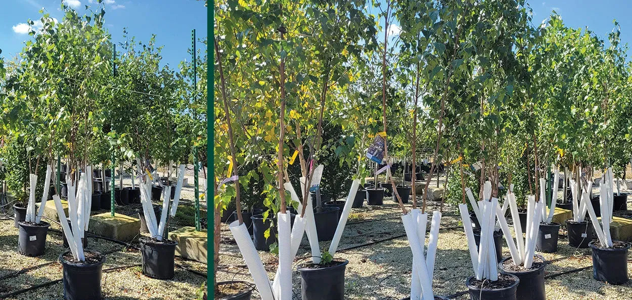 Betula Papyrifera Multi Stem - View 24 from www redcrocus com