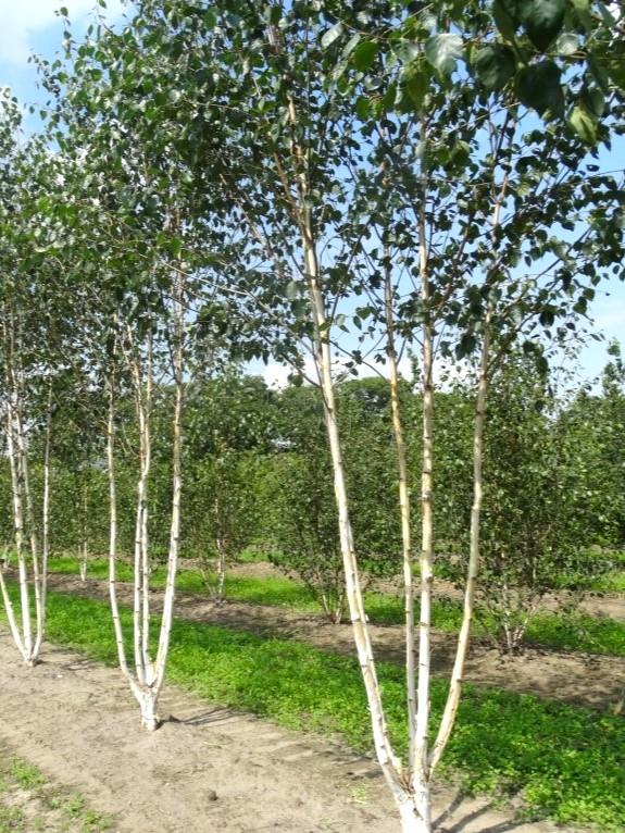 Betula Papyrifera Multi Stem - View 25 from www redcrocus com