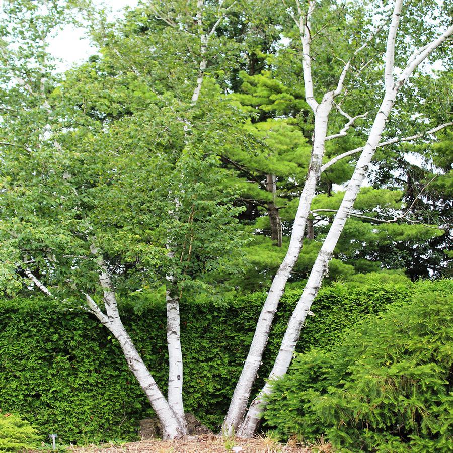 Betula Papyrifera Multi Stem - View 27 from www redcrocus com