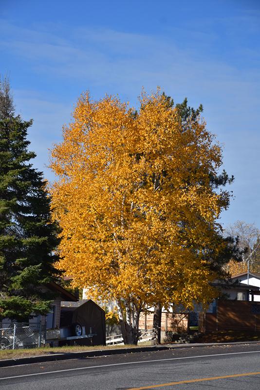 Betula Papyrifera Multi Stem - View 28 from www redcrocus com
