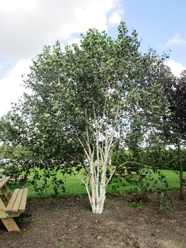 Betula Papyrifera Multi Stem - View 29 from www redcrocus com