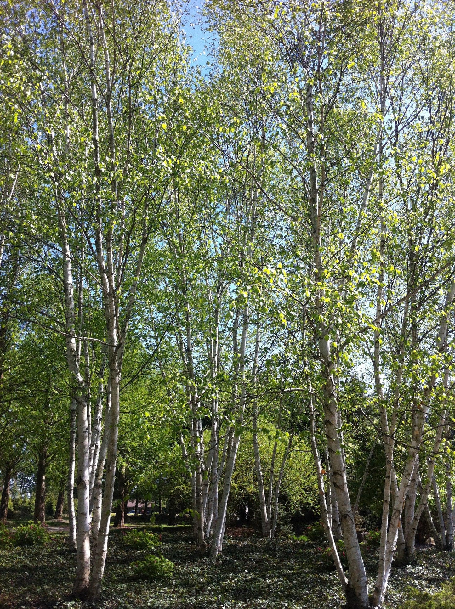 Betula Papyrifera Multi Stem - View 2 from www redcrocus com