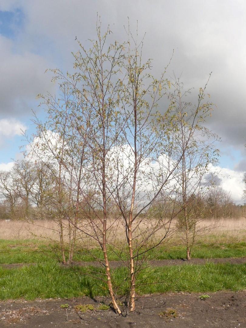 Betula Papyrifera Multi Stem - View 3 from www redcrocus com