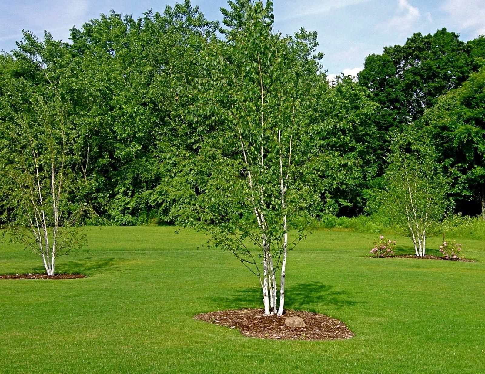 Betula Papyrifera Multi Stem - View 5 from www redcrocus com